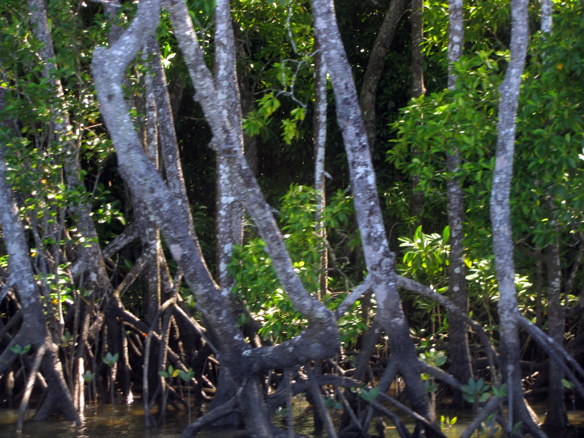 some trees are in a body of water