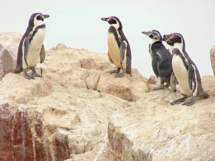 three penguins standing on top of a rock formation