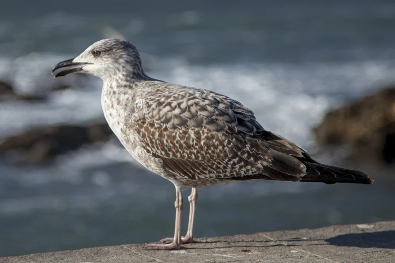 a close - up of a bird standing on the beach