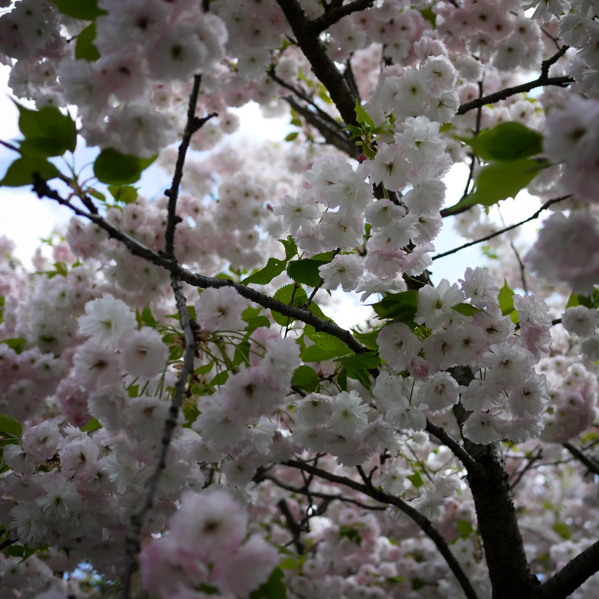 blooming cherry blossoms against the sky and clouds