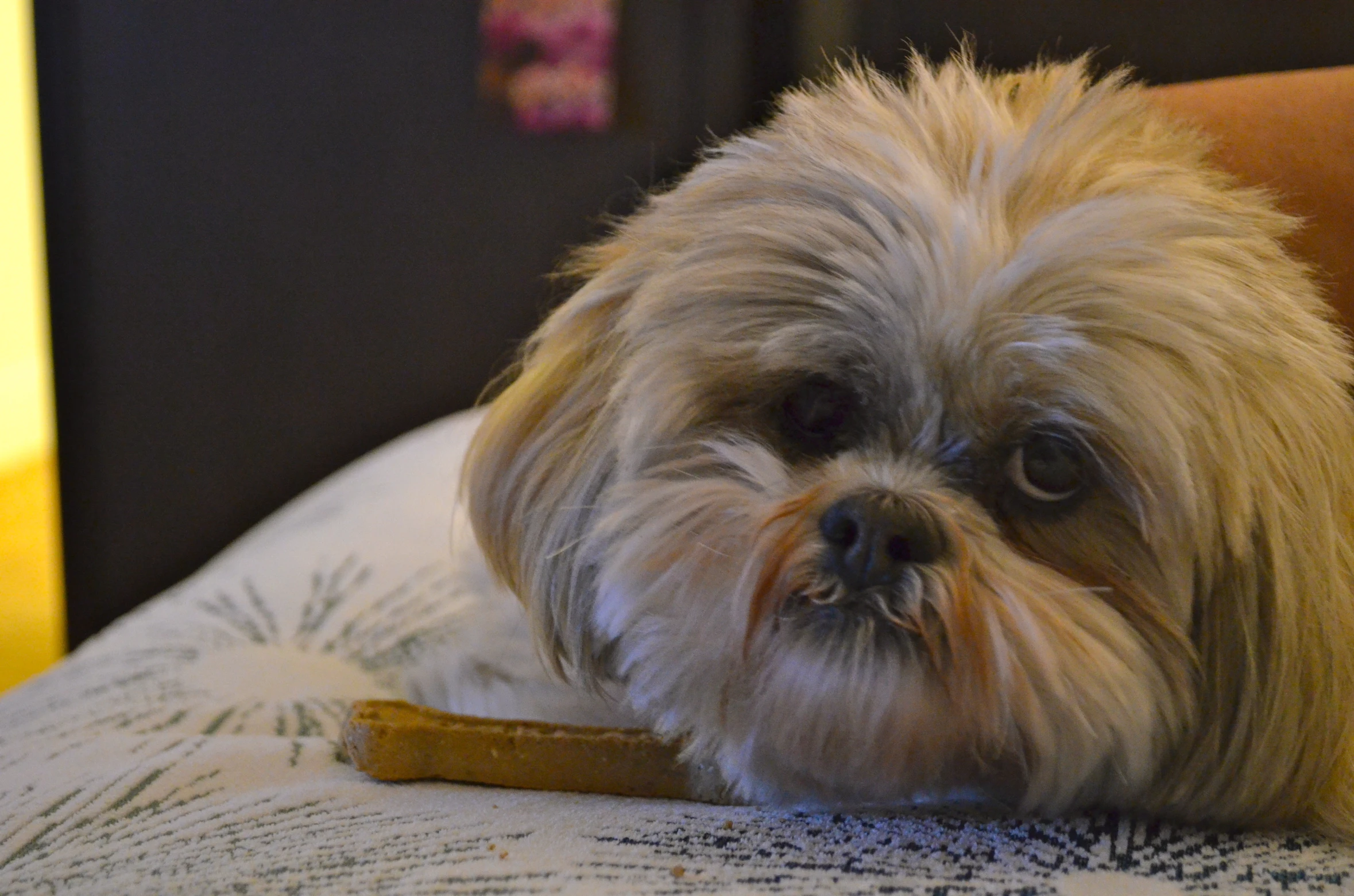 a dog sitting on the bed with it's head resting on a remote