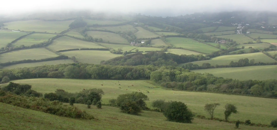 a pasture with trees and green fields