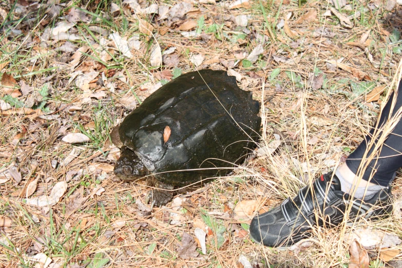 a large black ball laying in the grass