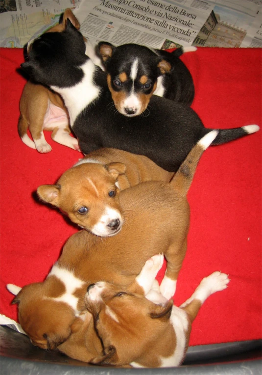 there are a few small dogs together on the red blanket