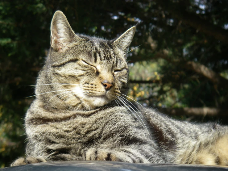 a grey and white cat sleeping on top of a roof