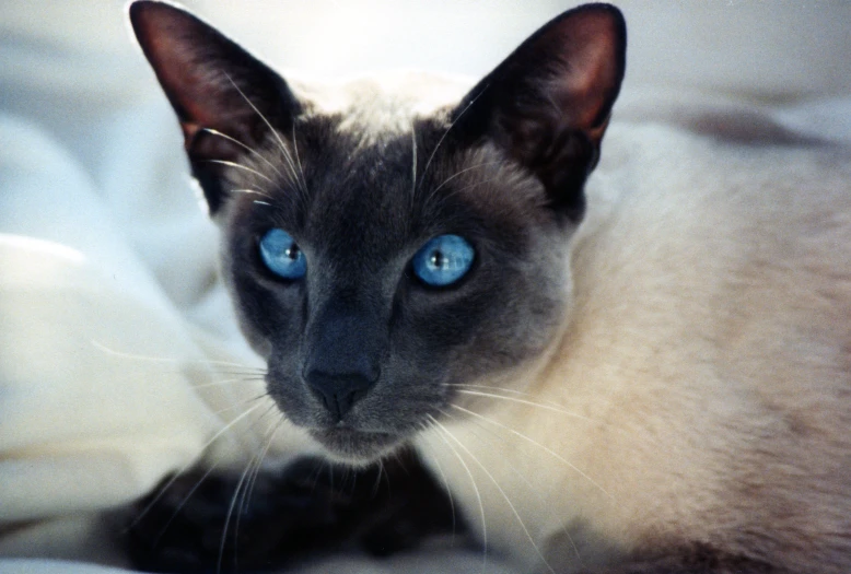 a siamese cat with bright blue eyes, lying down
