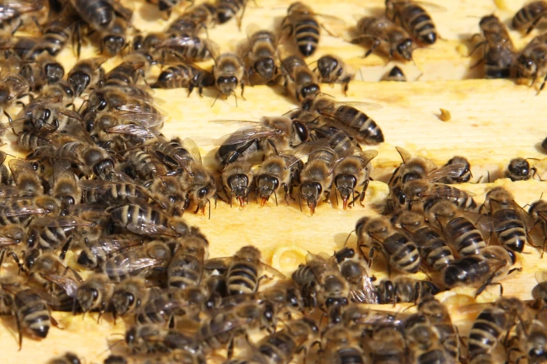 dozens of bees on wood floor with some of them eating at the end of the bees