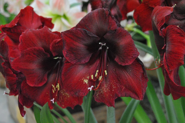 many red flowers in a vase on display