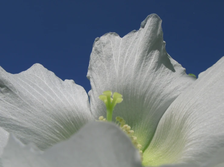 a white flower with a blue sky in the background