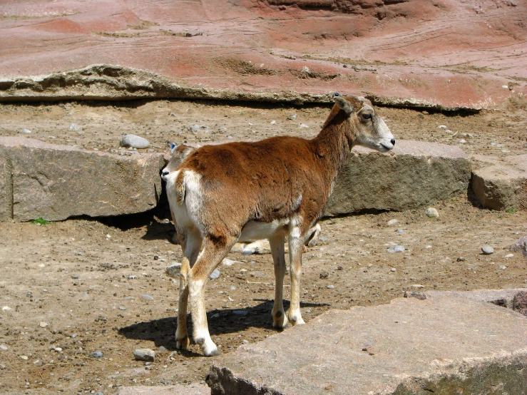 an animal that is standing in the dirt