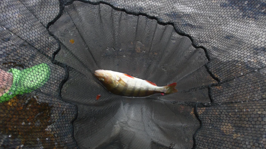 a small white fish inside a black net