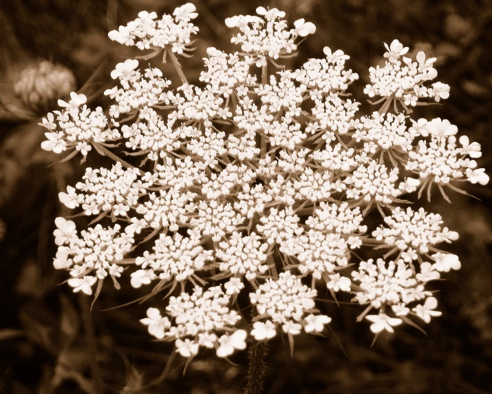 a black and white image of a bouquet of flowers