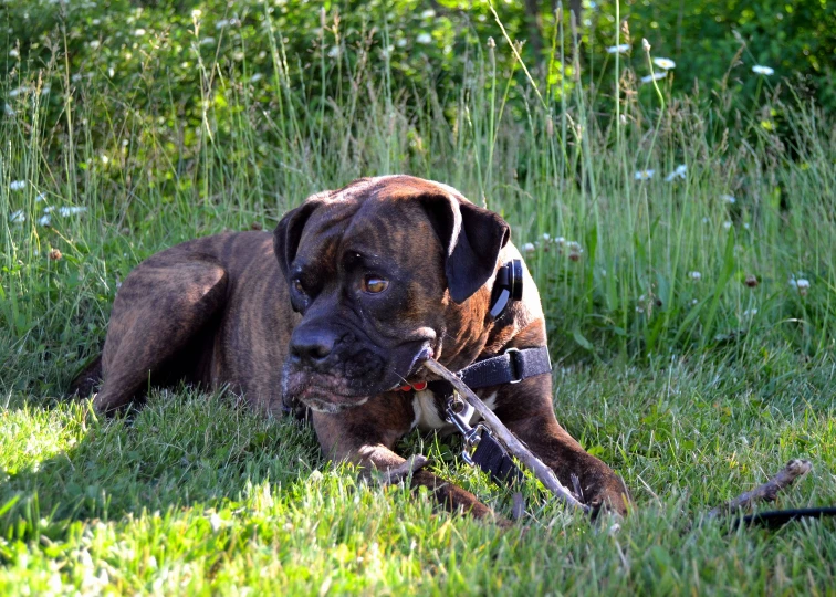 a brown and black dog laying in the grass with a bicycle
