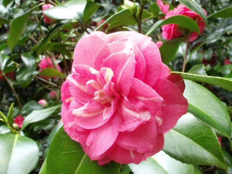 a large pink flower is blooming near some leaves