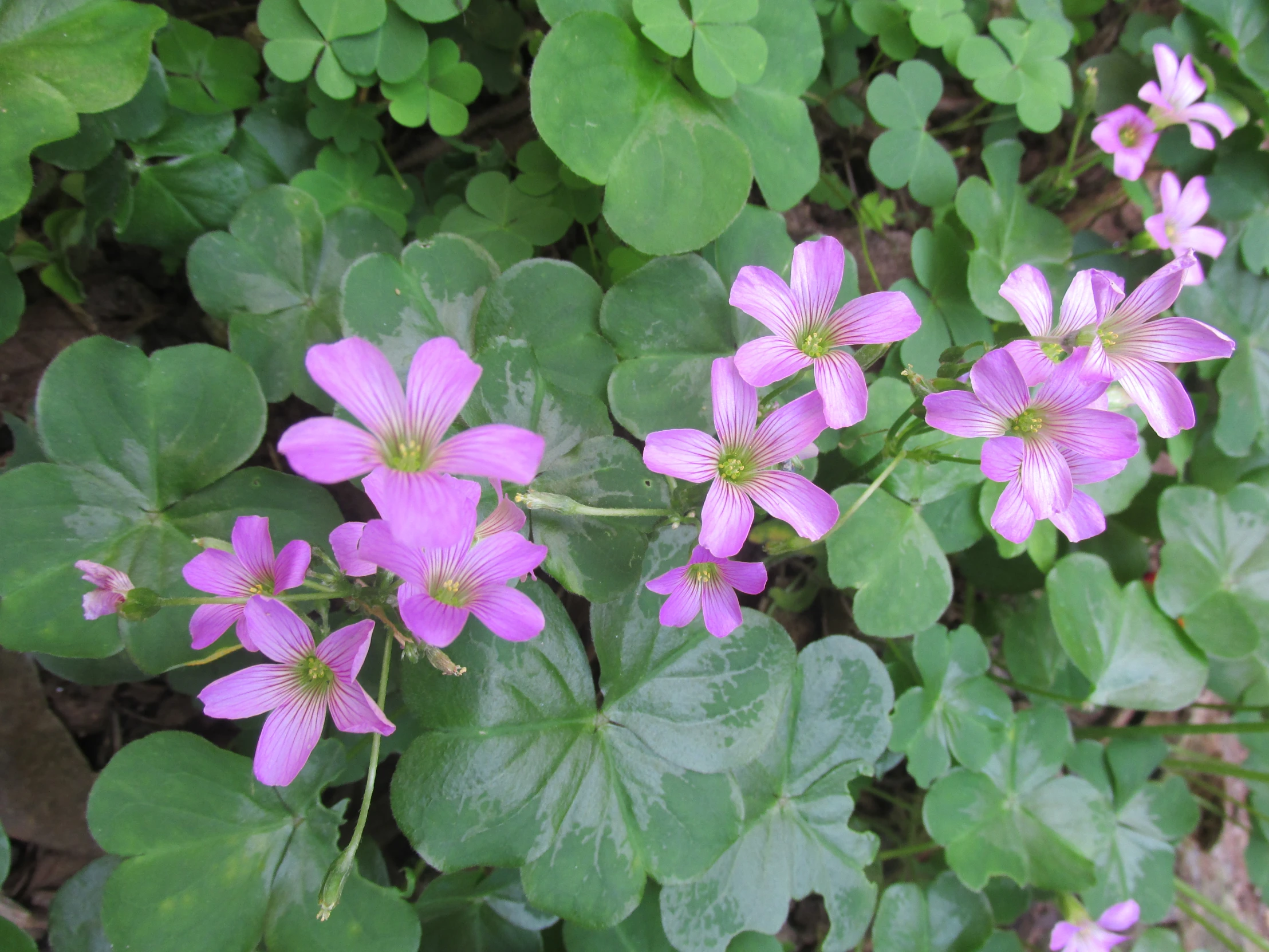 purple flowers in the wild near many green leaves