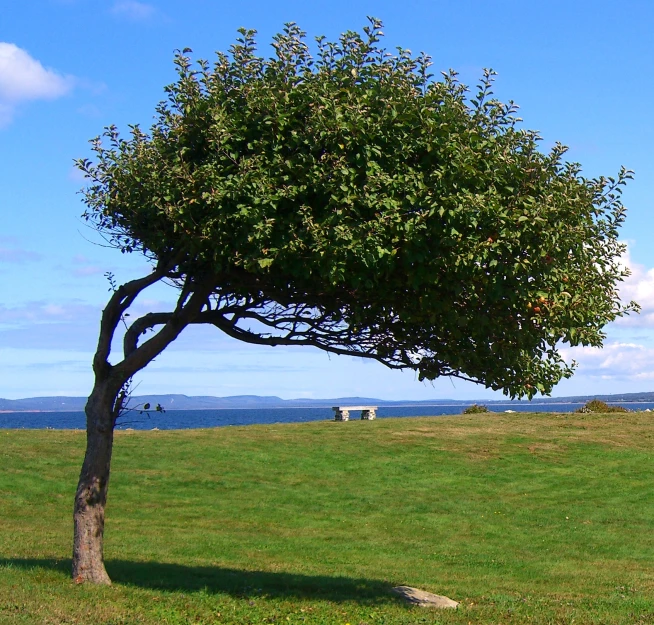 a large green tree on a grassy field