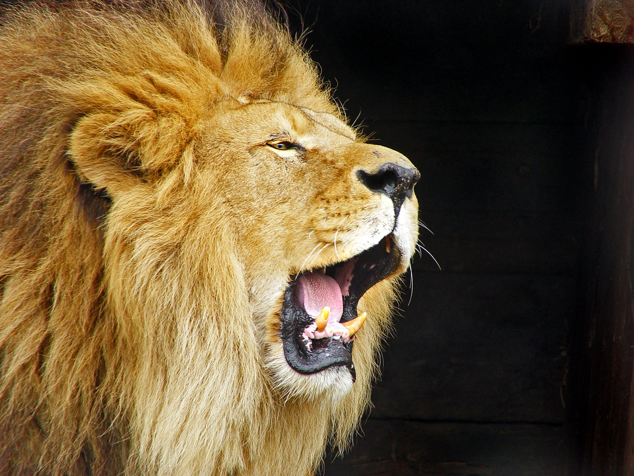 a close up of a lion with its mouth open