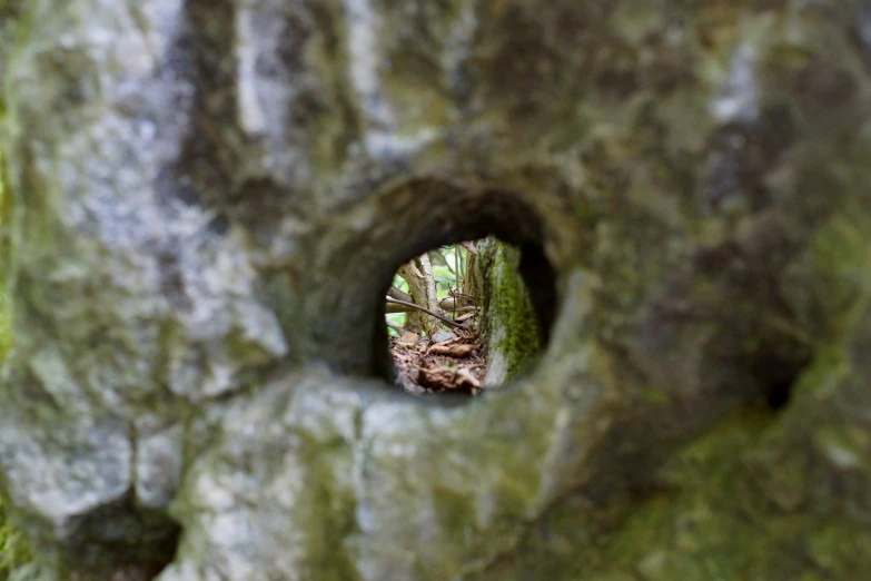 a hole in the bark of a tree