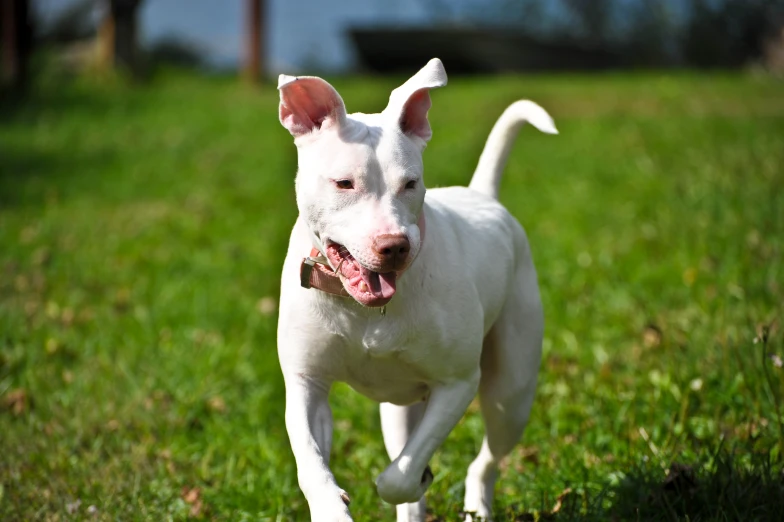 a white dog running across a lush green field