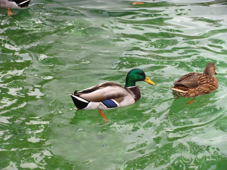 two ducks in the water next to each other