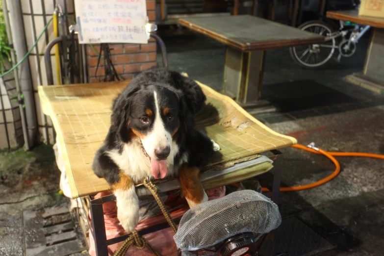 a dog laying on top of a wooden chair next to a small bird cage