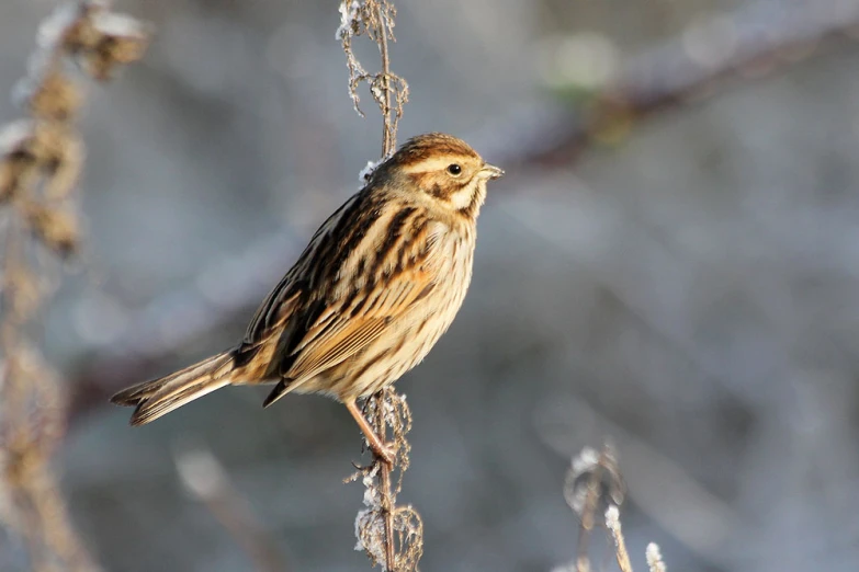 small bird on the end of a thin plant