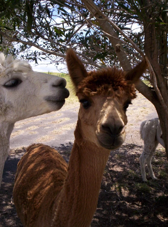 a white llama is facing away from an alpaca