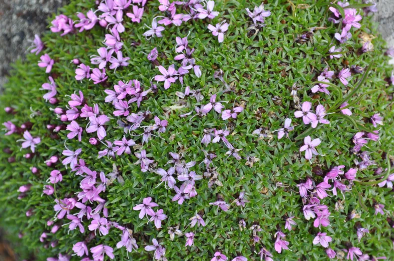 purple flowers bloom on the rocks and grass