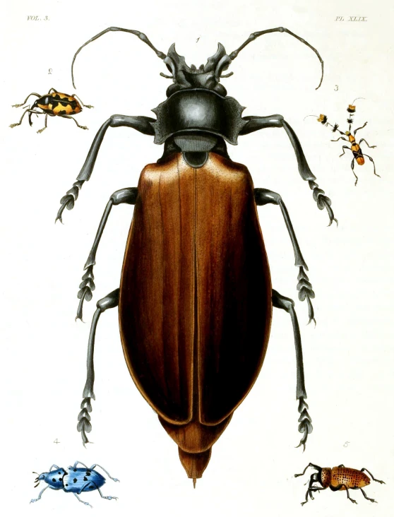 an image of the bugs that are standing