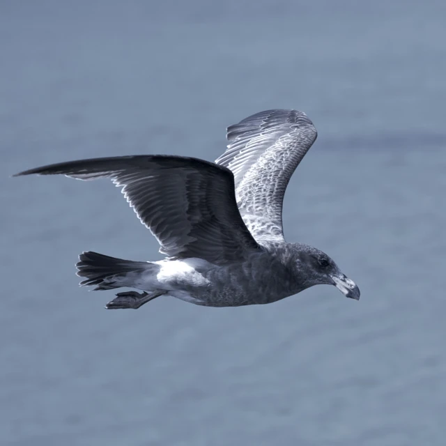 a seagull is flying above the ocean