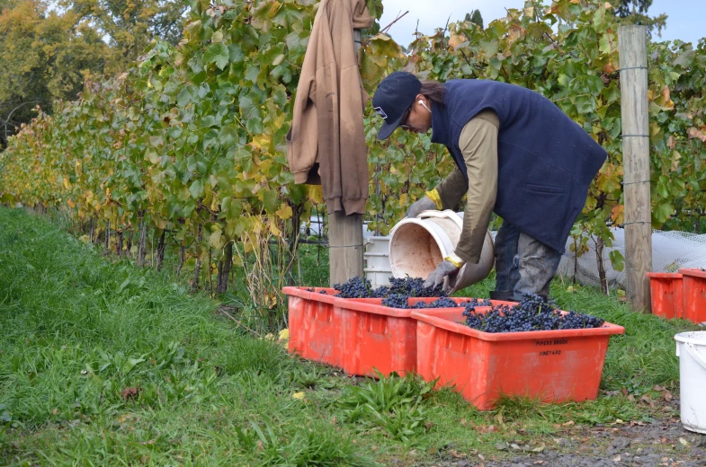 a man pouring wine into a bucket and getting berries to be picked from the bush