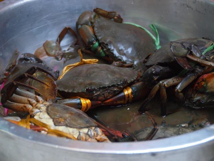 some green and yellow crabs in a metal bowl