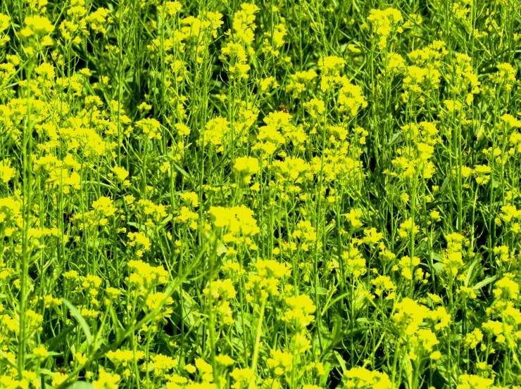there is a big field with yellow flowers
