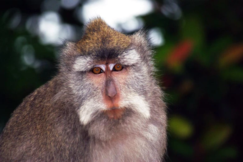 a monkey stares intently while sitting in front of trees