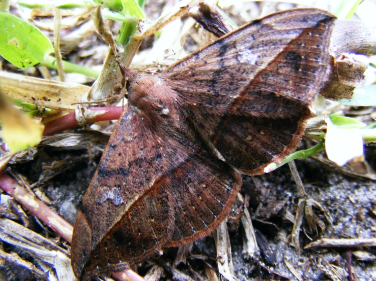 this is a close up of a large brown and black erfly