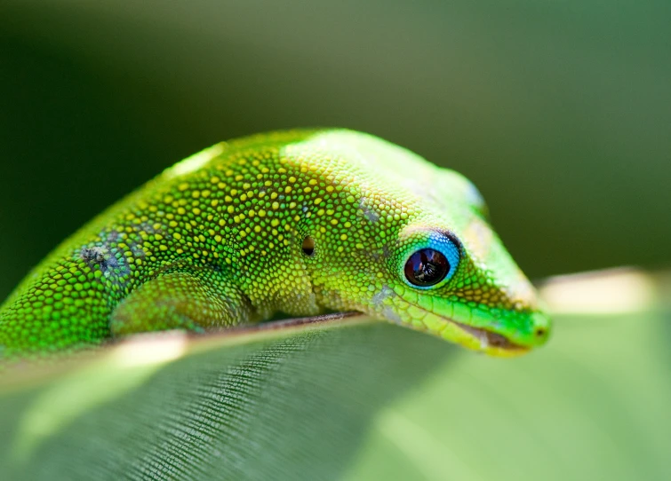 a close up of a lizard resting on a plant