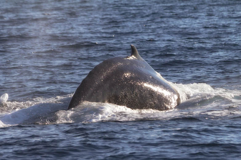 a large gray whale in the water