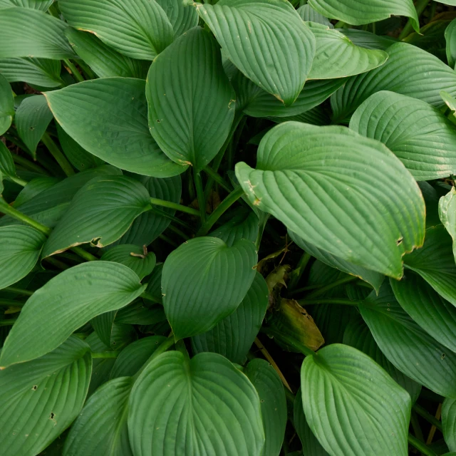 a close up of a large green plant