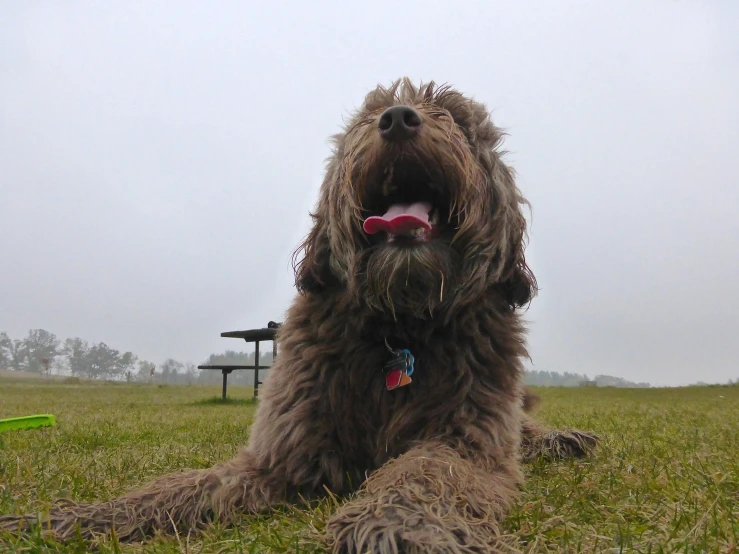 dog in grassy field with frisbee looking off to the side