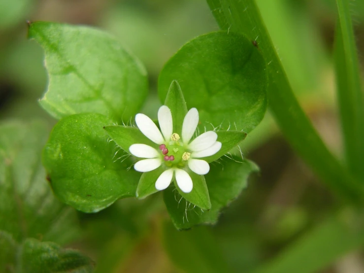 small white flower blooming on top of green leaves