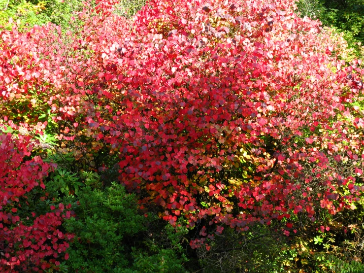 red and yellow trees with leaves on them