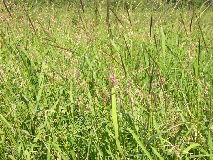 a field full of tall green grass with a fire hydrant in the center of it