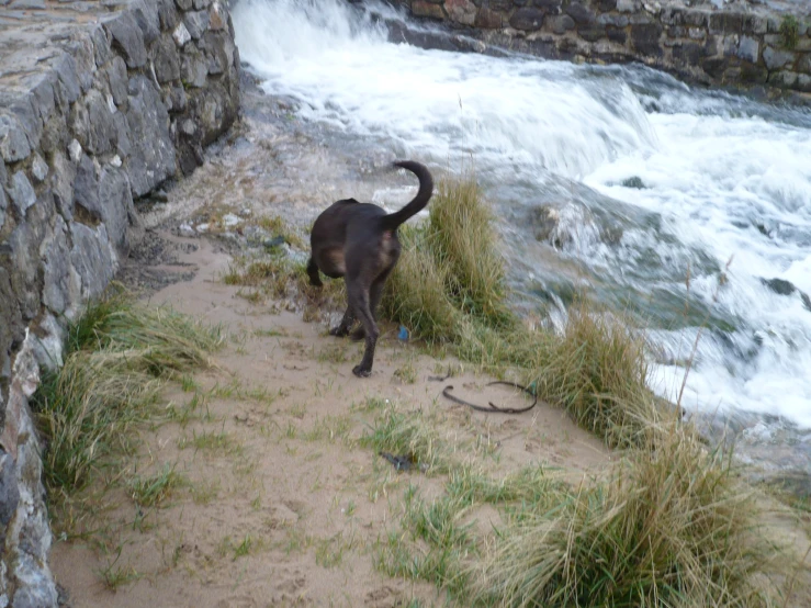 a brown dog standing next to a rocky river