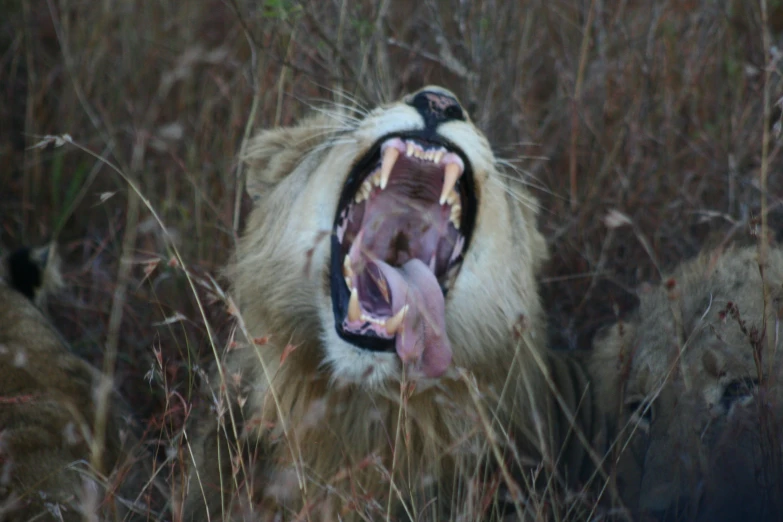 a snarling lion with his mouth open