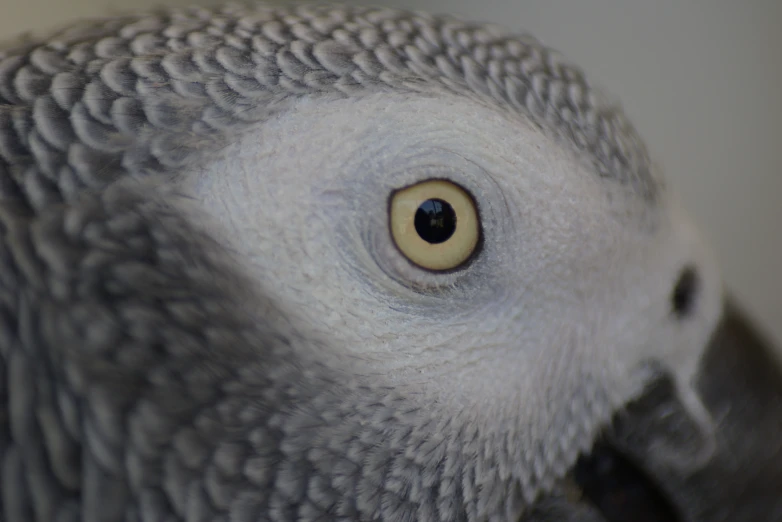 a close up of a gray and yellow bird