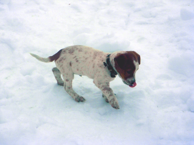 a small dog is walking in the snow