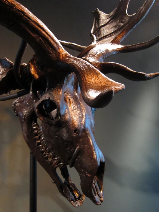 a moose skull mounted on the wall, with very large antlers