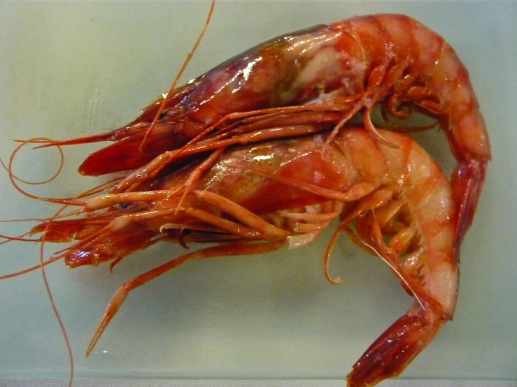 a large pair of raw shrimp are being displayed