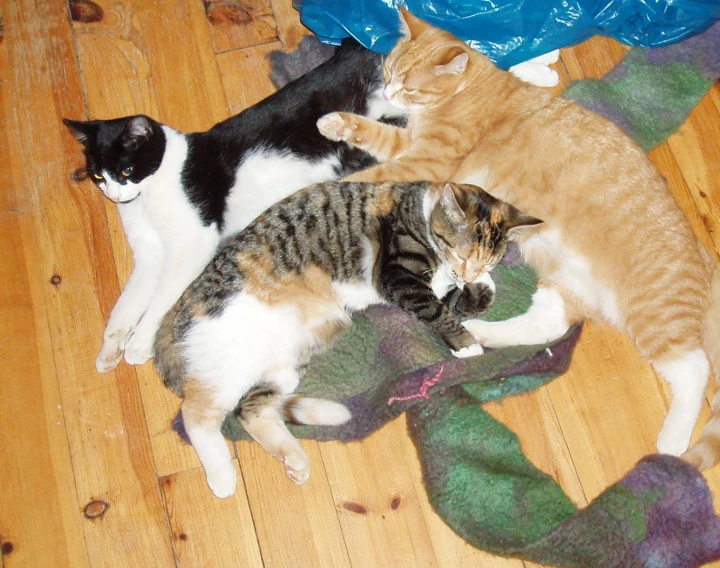 three cats lounging together in the middle of a wooden floor