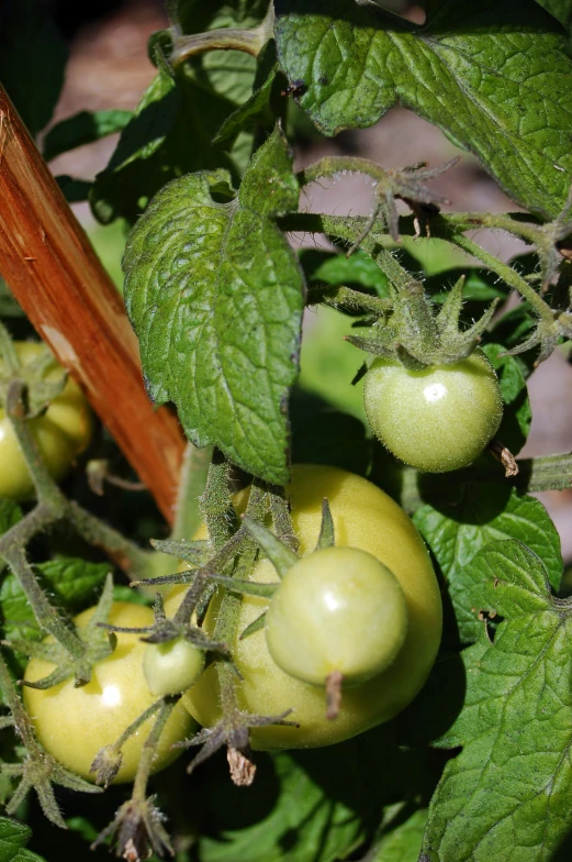 some tomatoes on a bush with green leaves